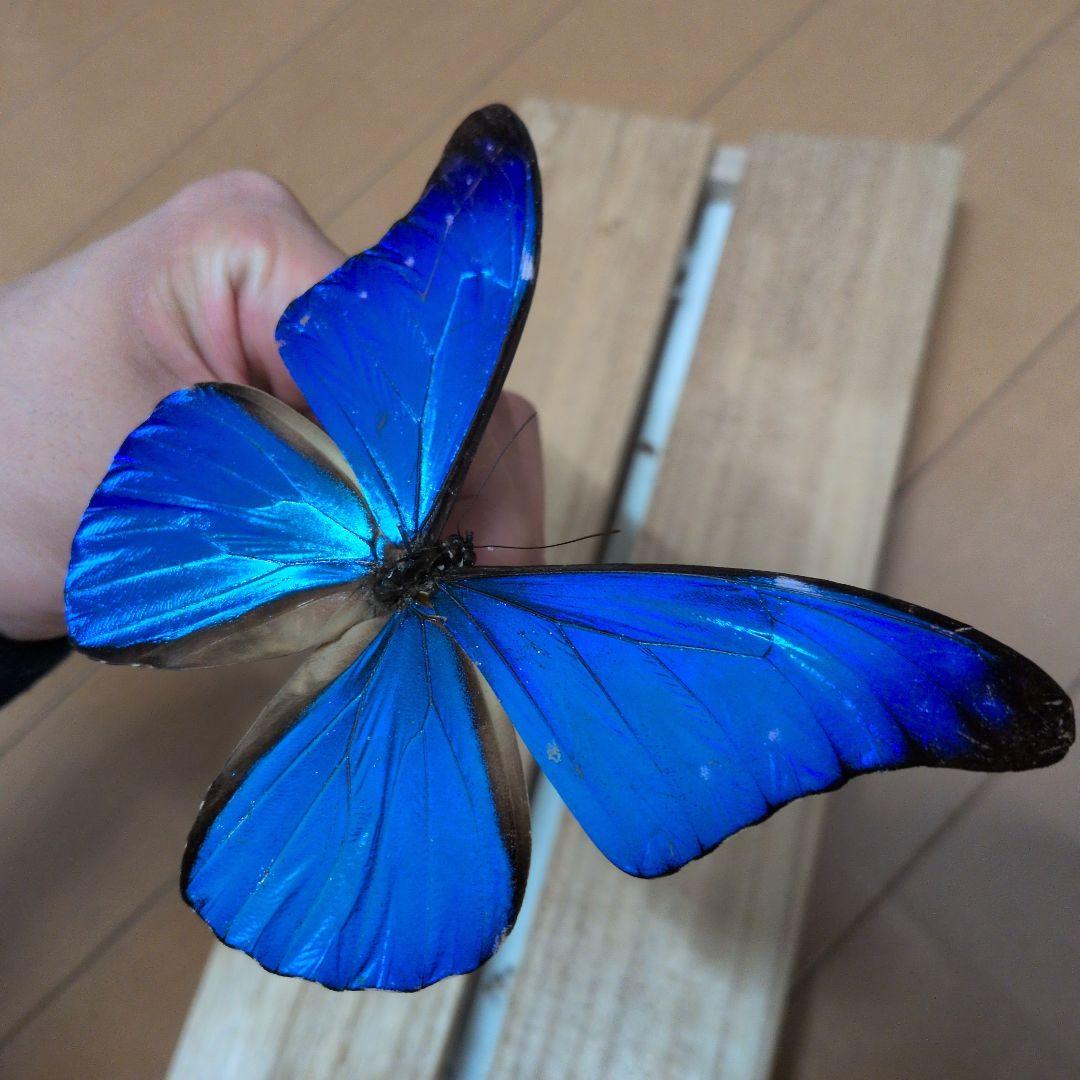 蝶標本 昆虫標本 外国産蝶標本　カキカモルフォ