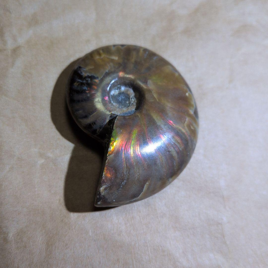 激レアオパール化アモナイト化石 極上品