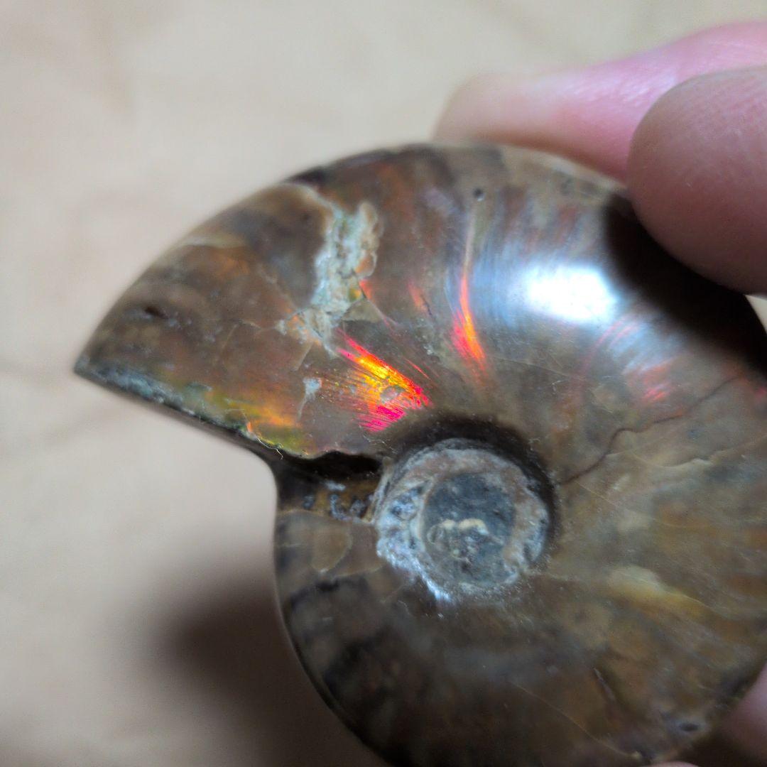 激レアオパール化アモナイト化石 極上品