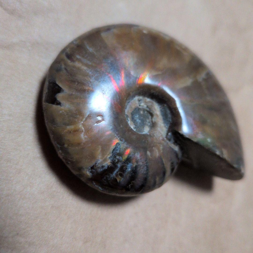 激レアオパール化アモナイト化石 極上品