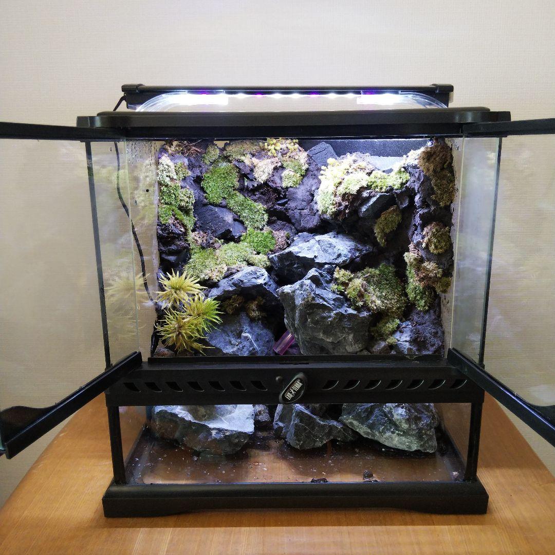 【受注生産】イモリウム　アクアテラリウム グラステラリウム