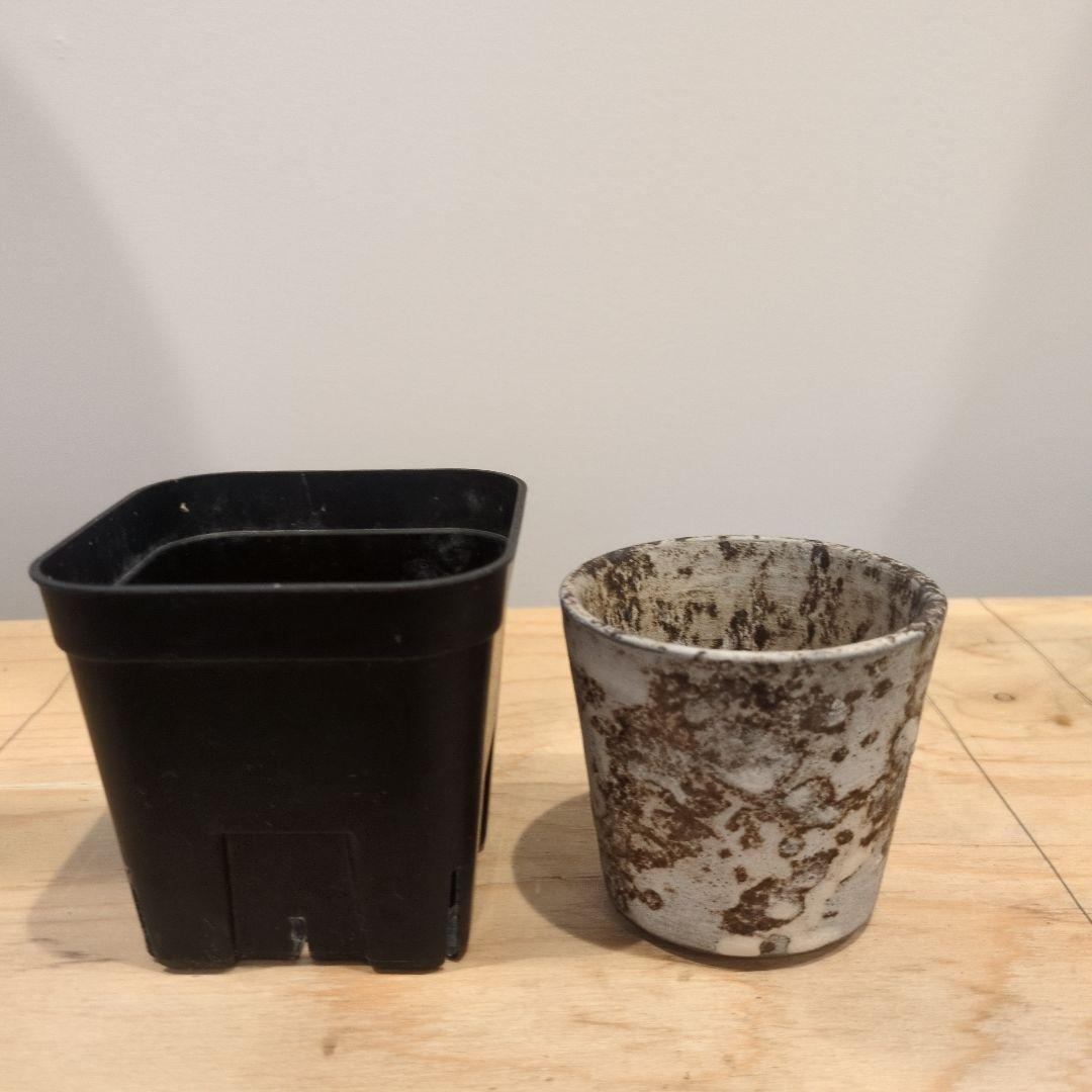 作家鉢まとめ売り