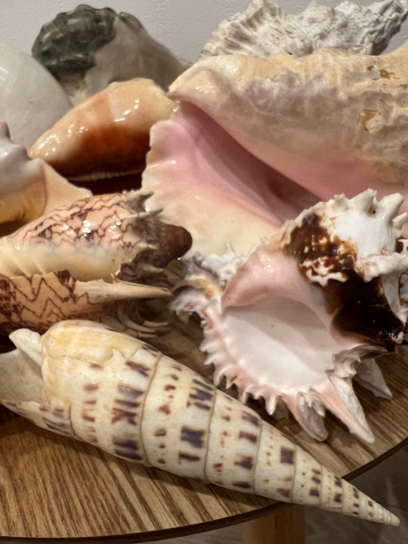 貝殻　まとめ売り　レア