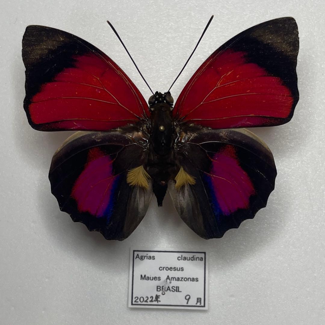 Agrias claudina Croesus ミイロタテハ