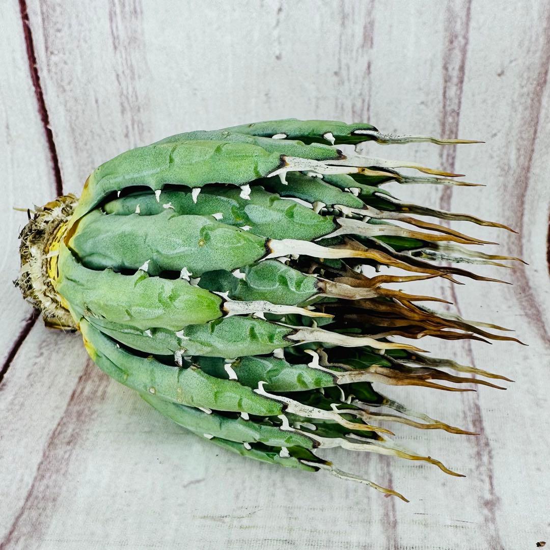 73 アガベ ユタエンシス エボリスピナ 陽炎