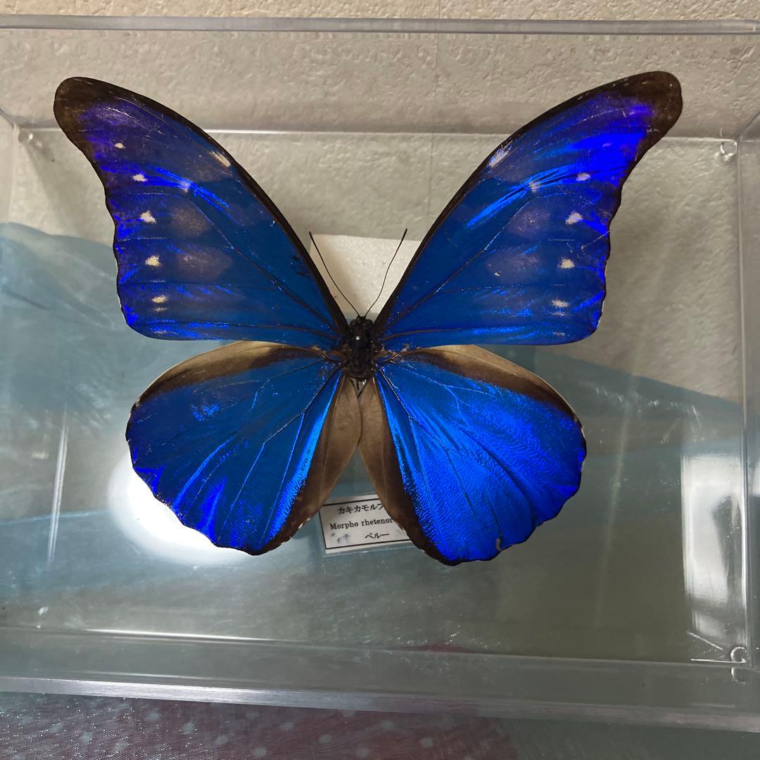 カキカモルフォ♂