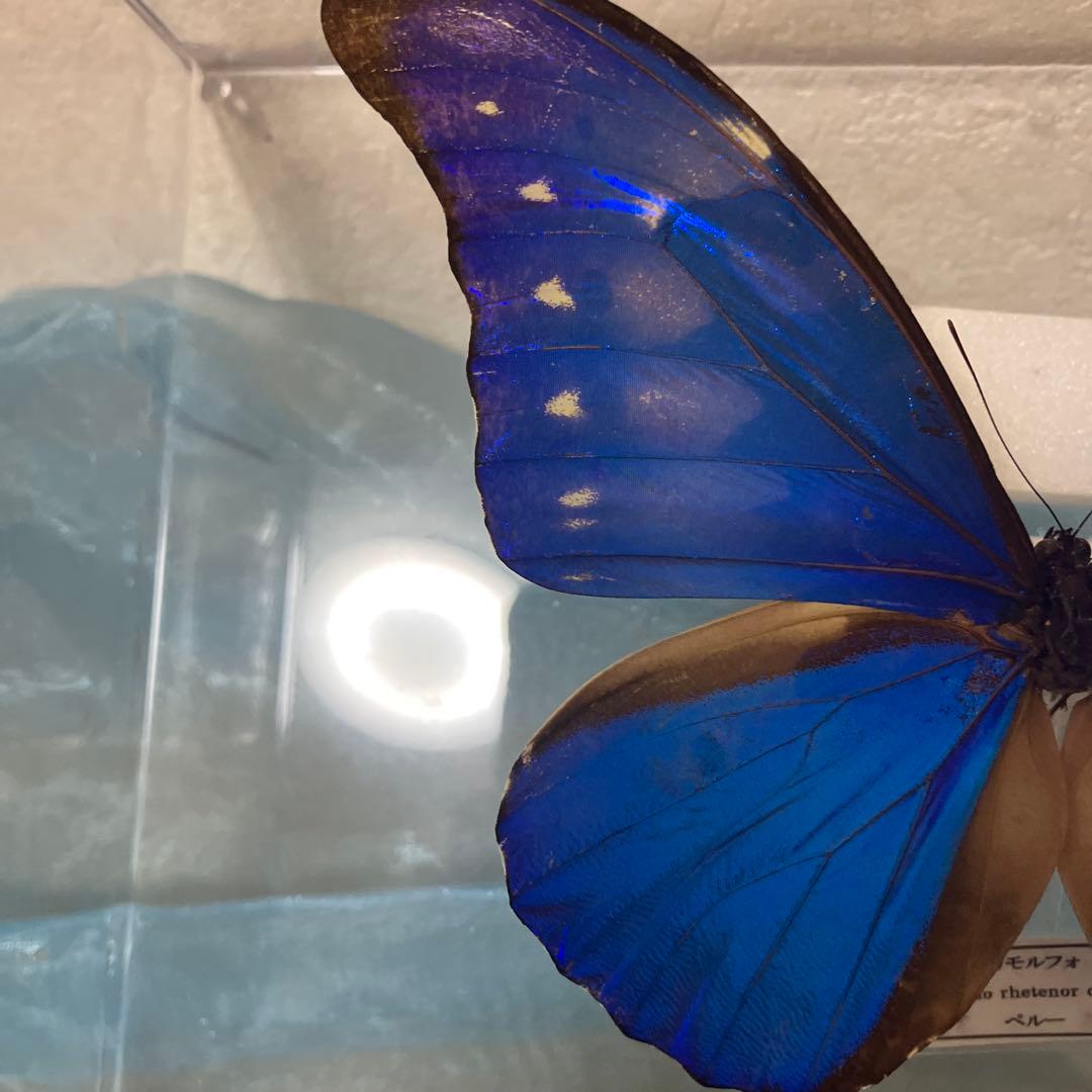 カキカモルフォ♂