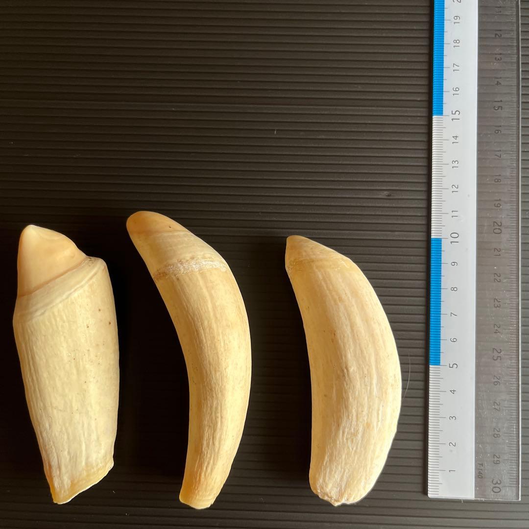 鯨歯3本セット