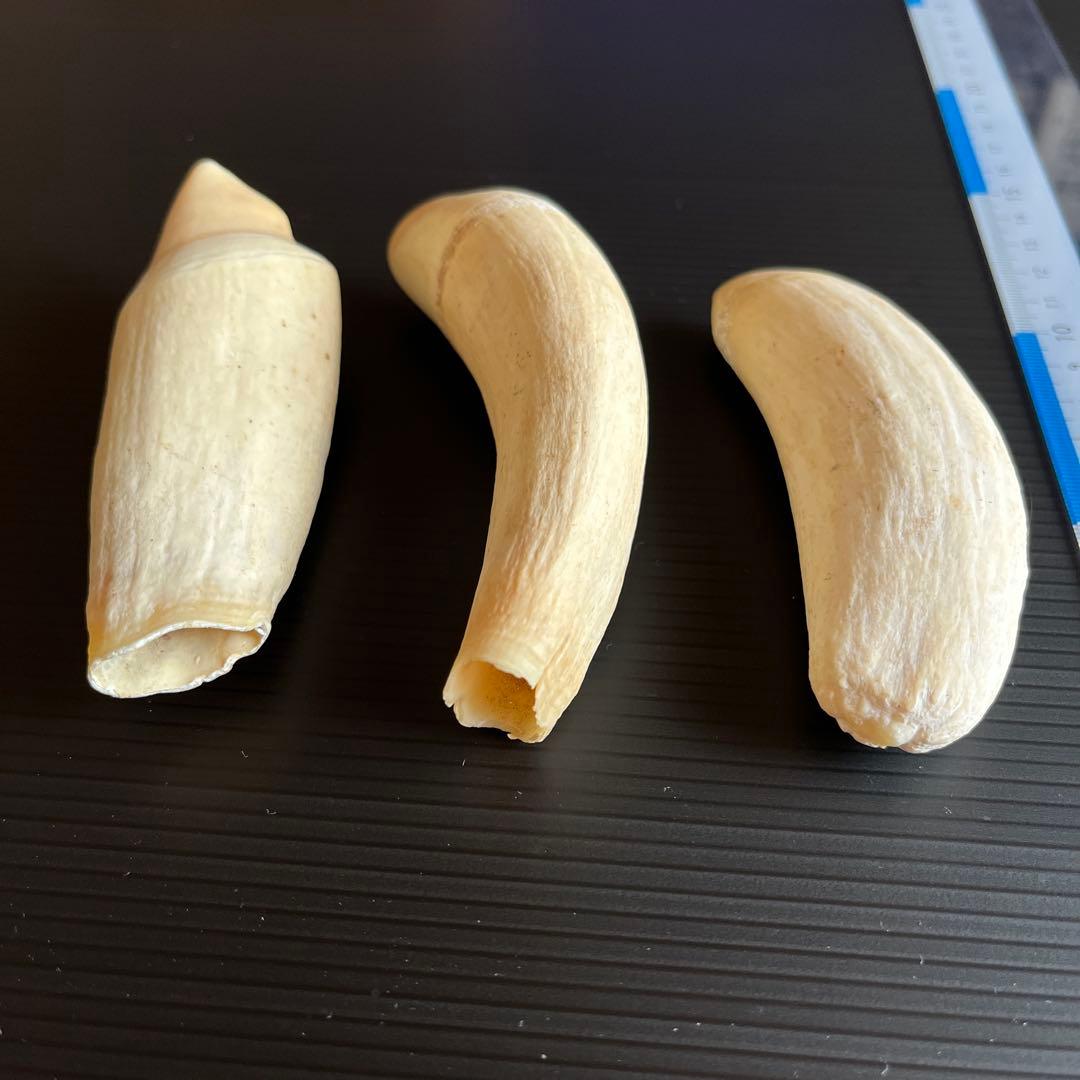 鯨歯3本セット