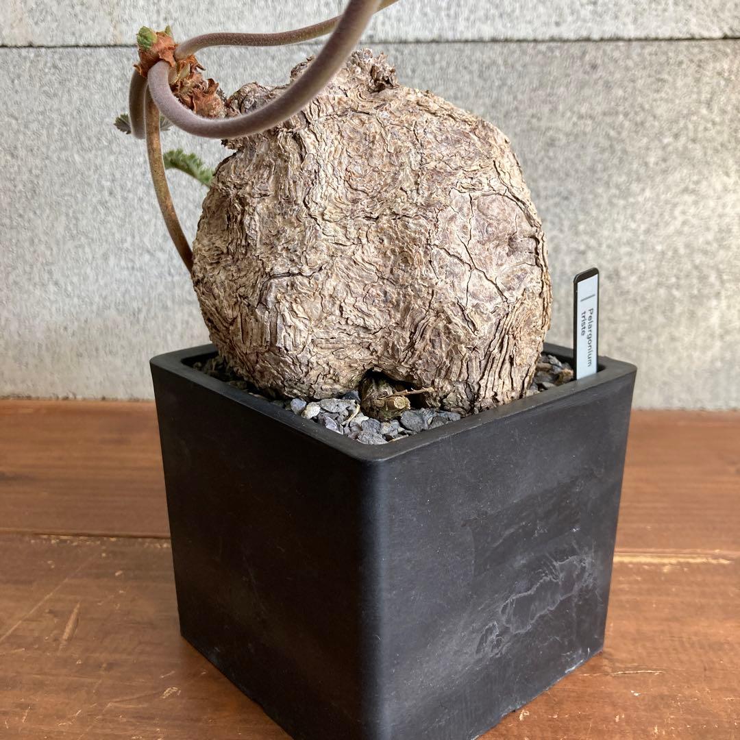 ペラルゴニウム トリステ 現地株 発根済み