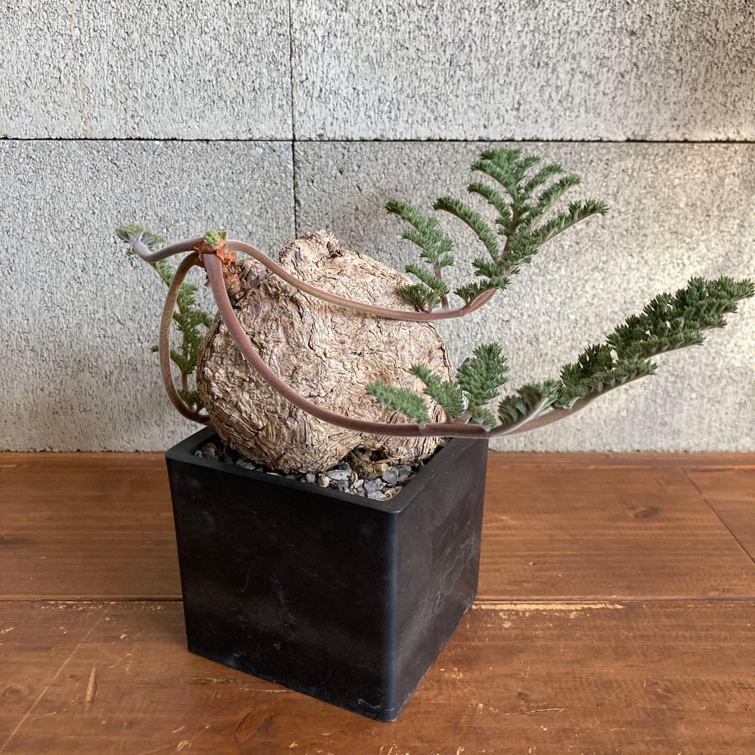 ペラルゴニウム トリステ 現地株 発根済み