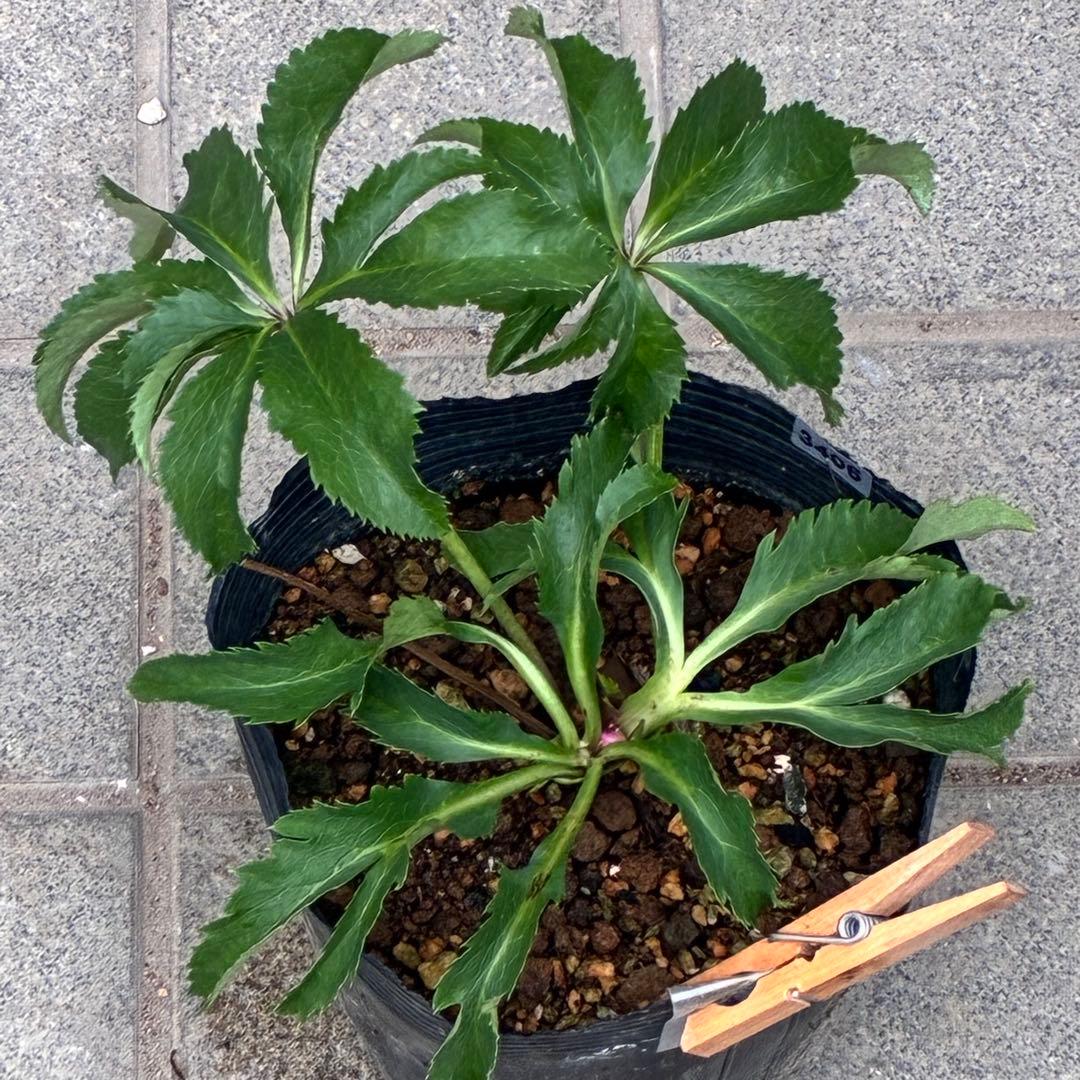 ま*い様 3406☘️蕾付き☘️超レア☘️唯一無二☘️⭐️ツヤツヤ赤⭐️クッキリ