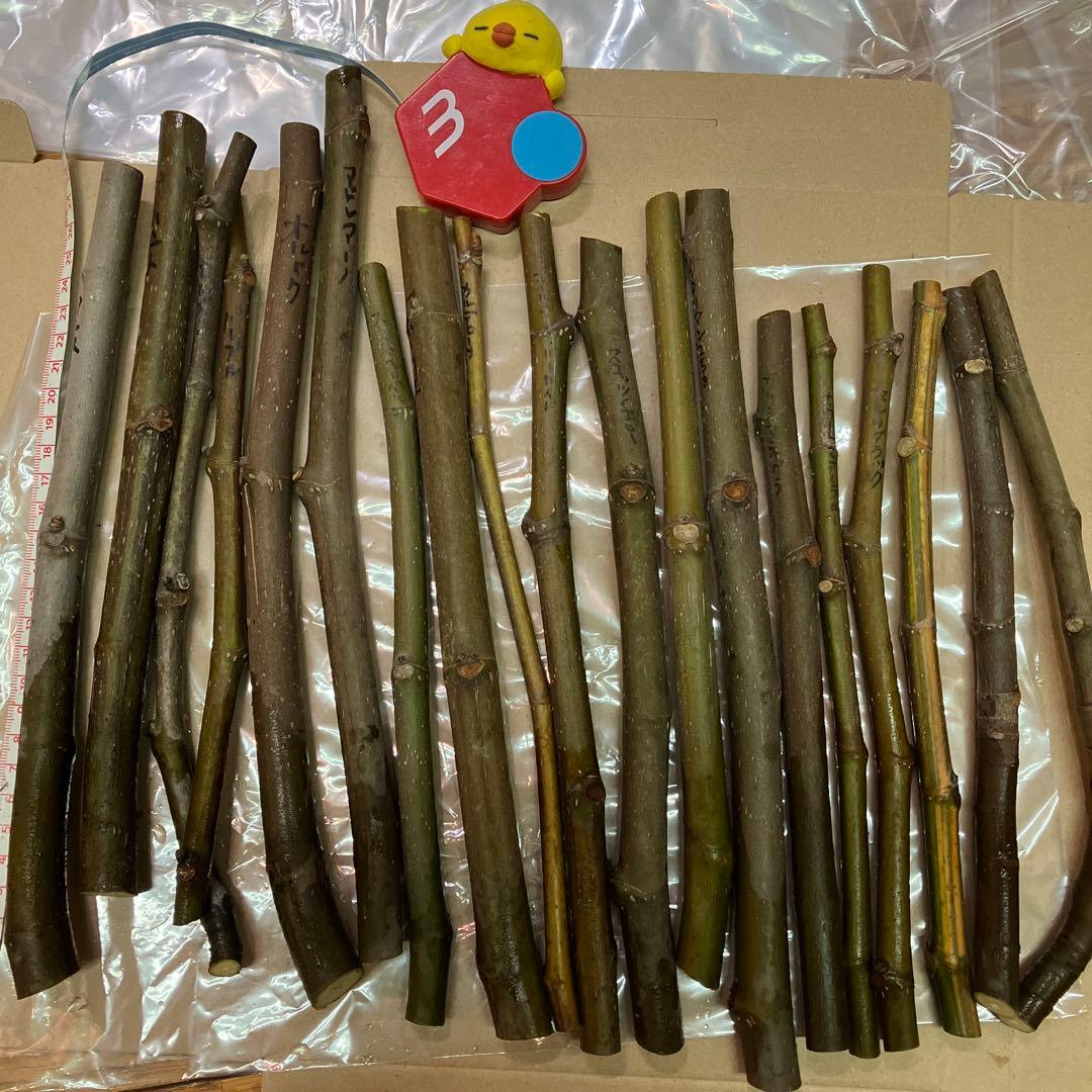 17 くろいわ様　イチジク穂木　19種