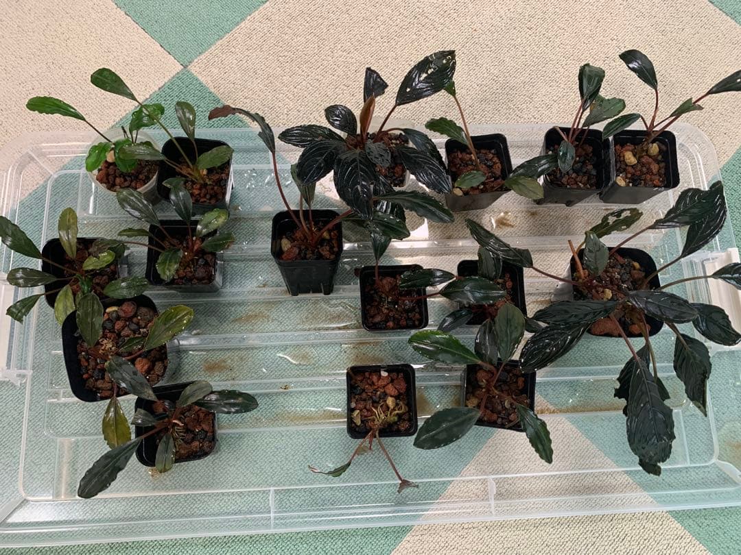 ブセファランドラ。　17株　セール