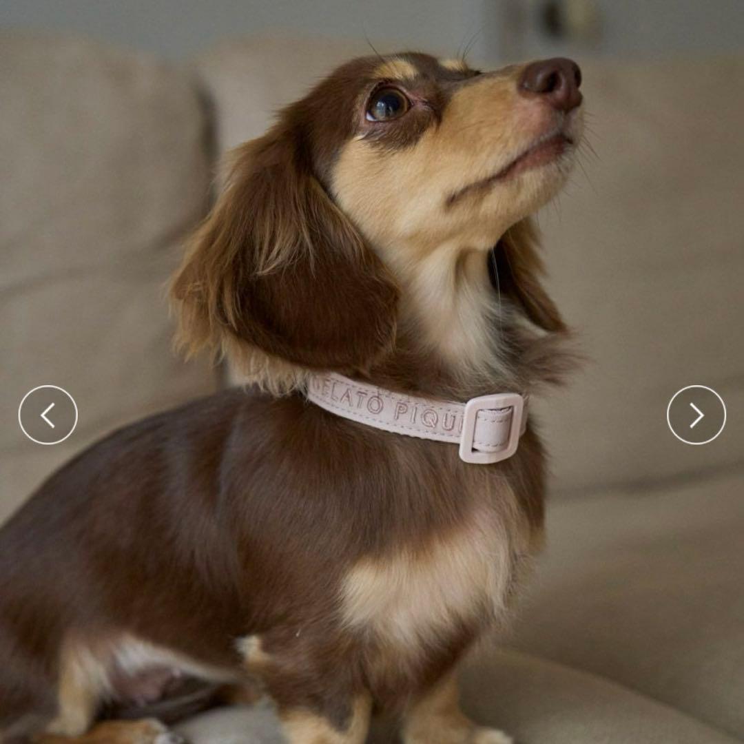 【専用】gelato pique ハーネスとリードと首輪3点セット Sサイズ