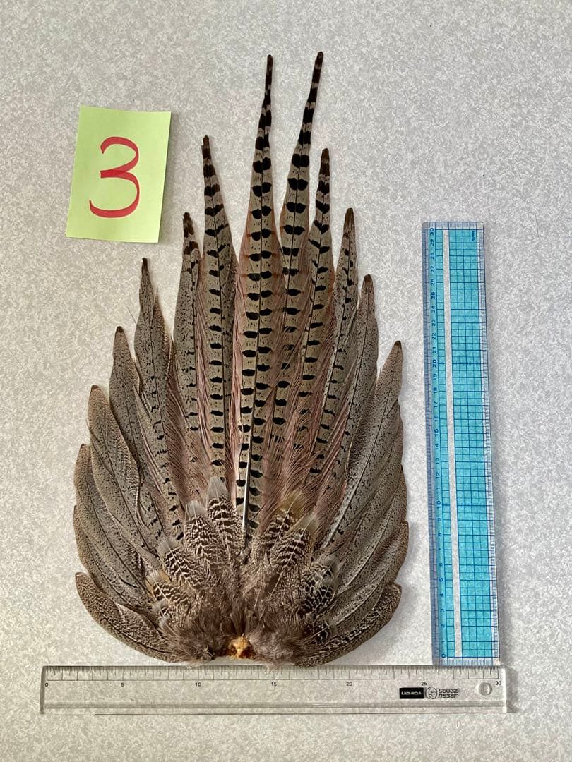 キジ尾羽　③標本