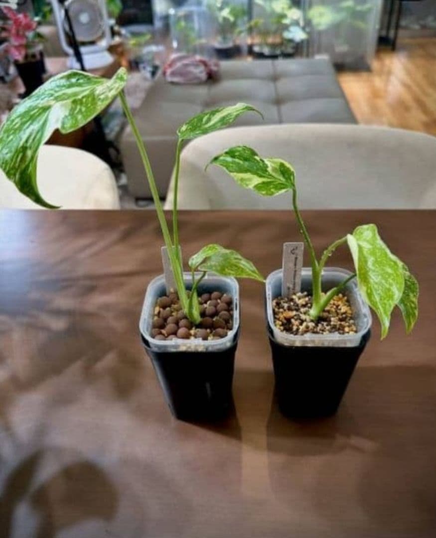 1㎏限定5セットのみ　奇跡の天然鉱石「ぐんぐん玉」観葉植物用です。