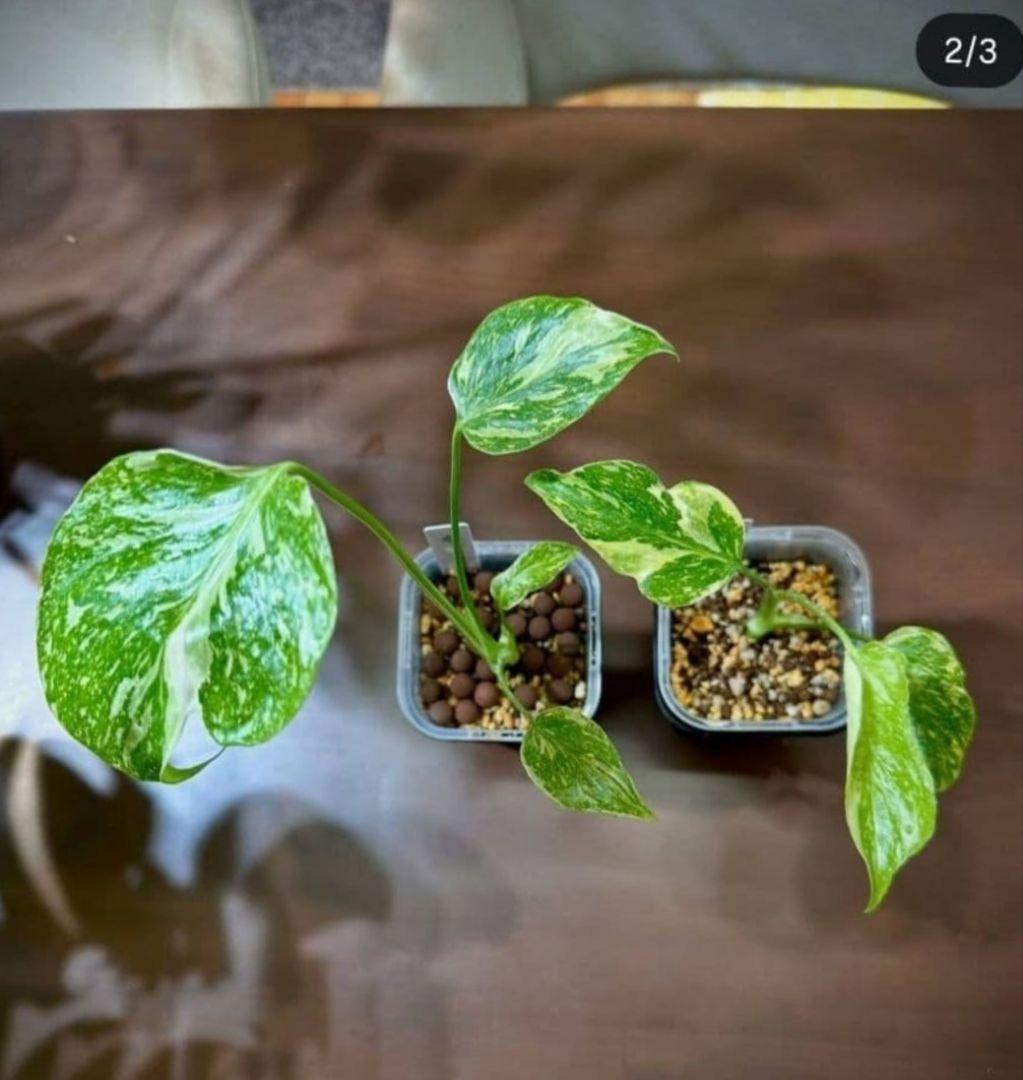 1㎏限定5セットのみ　奇跡の天然鉱石「ぐんぐん玉」観葉植物用です。