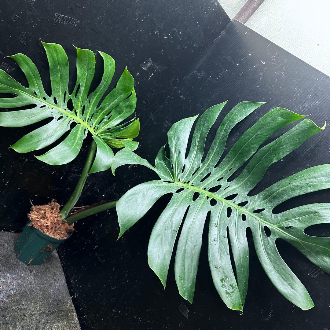 ぱ*！様 モンステラデリシオーサマクロコズム超希少系統鉢植え73㎝