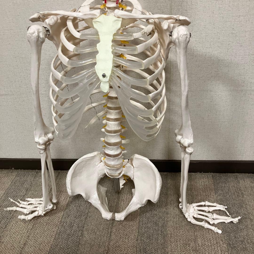 人体骨格模型