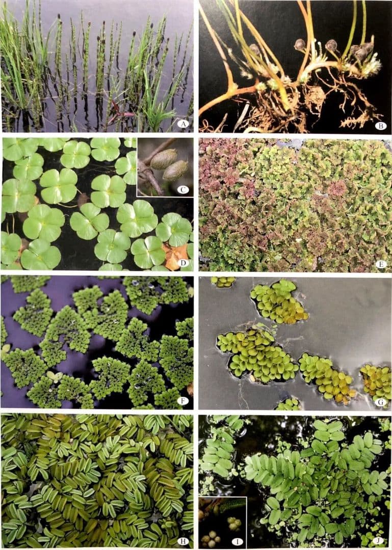 Aquatic Plants of China、中国水生植物図鑑