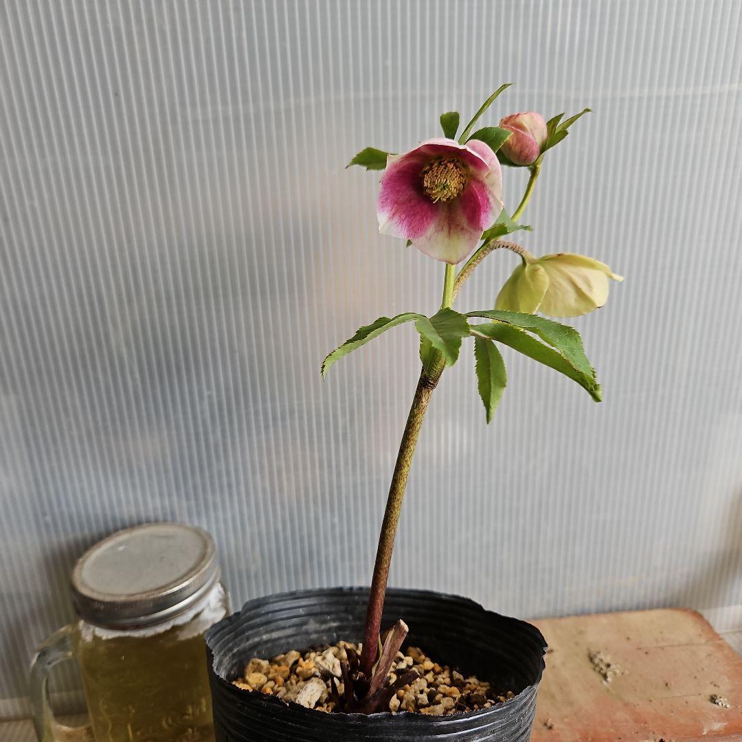 謙信様ご購入苗㉖-396クリスマスローズ