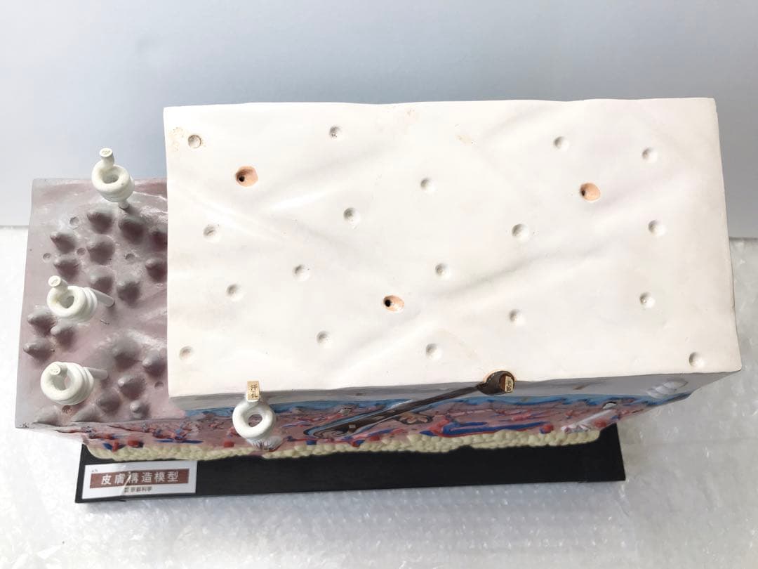 皮膚構造模型　( 株式会社京都科学) ♡