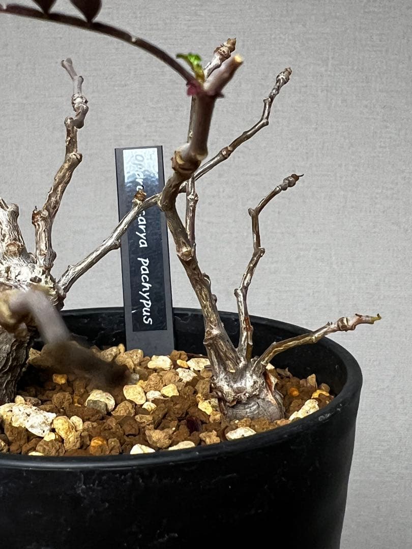 オペルクリカリア パキプス 根挿し 2株セット売り