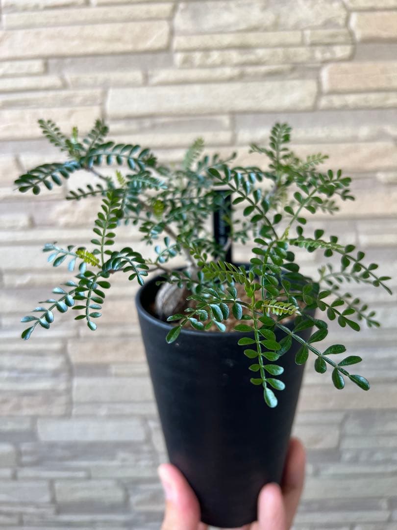 オペルクリカリア パキプス 根挿し 2株セット売り