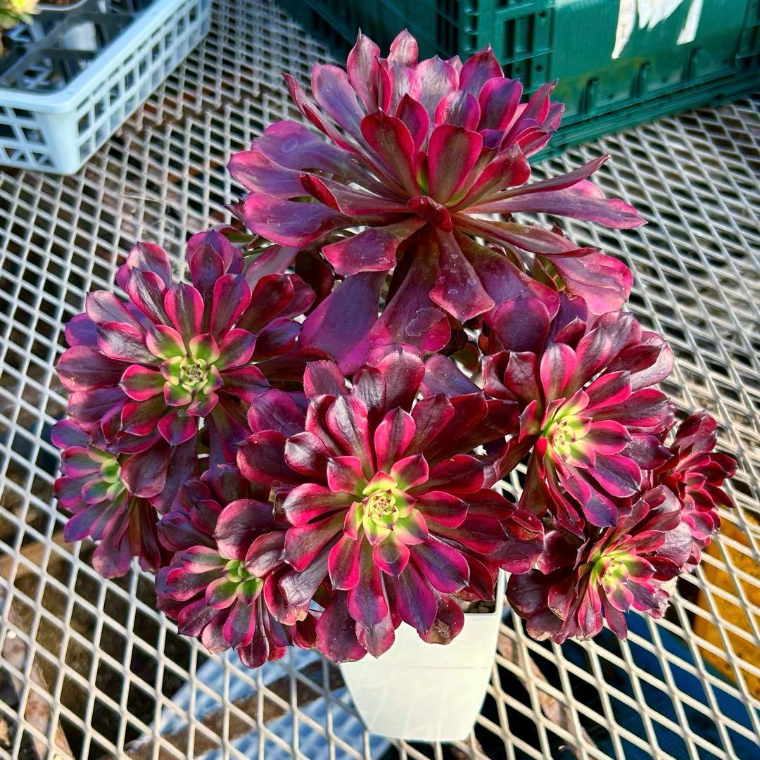 専用出品‼️アエオニウム　雪姫&魅金ローズ　抜き苗　メルカリ便