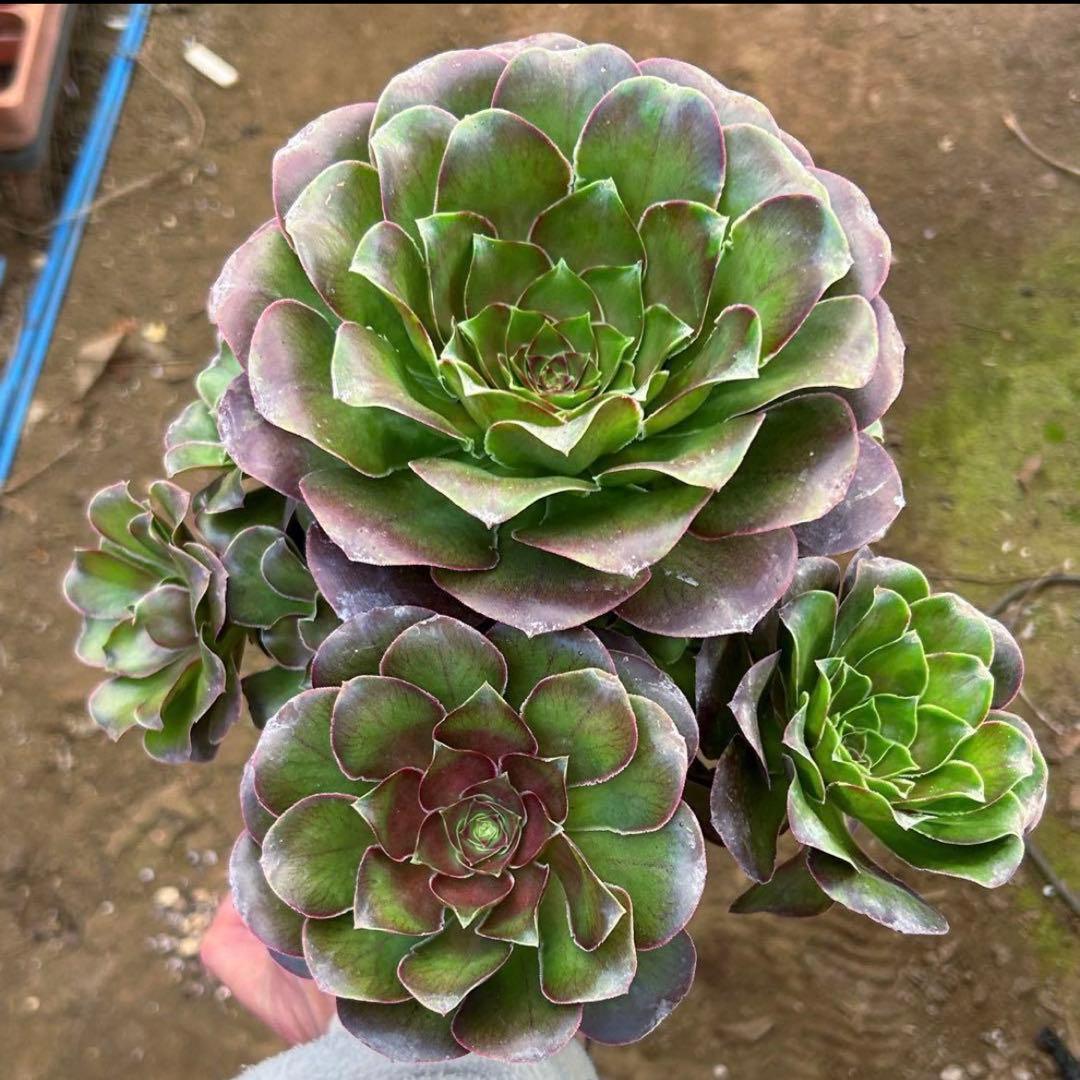 専用出品‼️アエオニウム　雪姫&魅金ローズ　抜き苗　メルカリ便