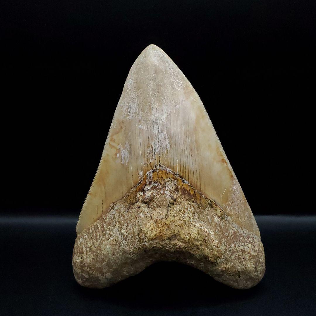 極上 メガロドン 歯 化石 本物 インドネシア 117.89mm mg7
