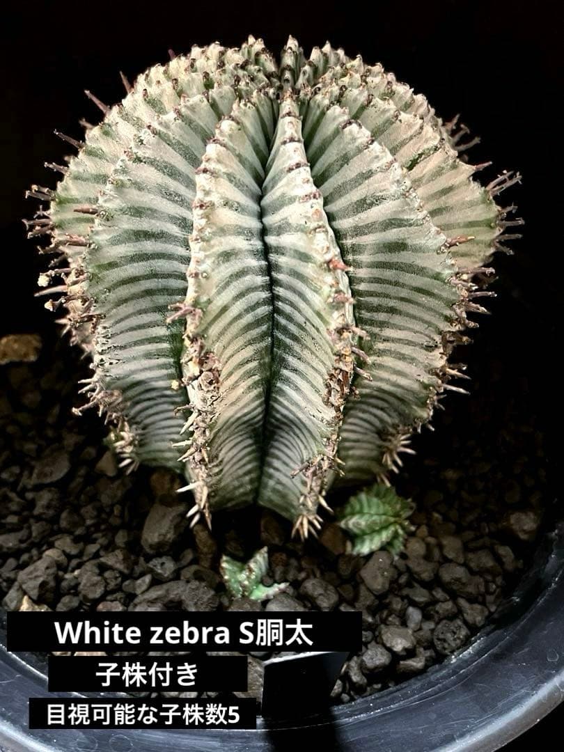 麺*類様 ユーフォルビアホリダ White zebra S胴太 親株 子株付き