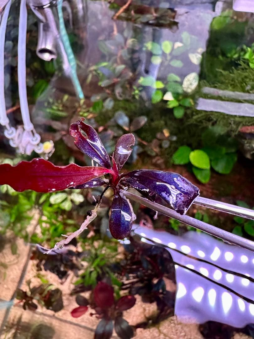 爆睡 sp.ブラウニーゴーストカリマンタン　2株