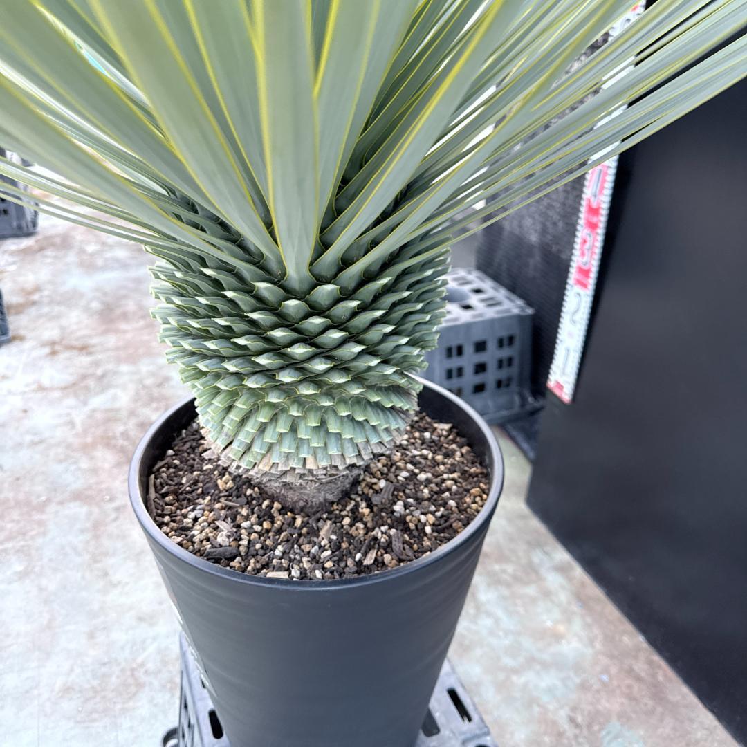 【AL1190】ユッカ　ロストラータ シルバーブルー　超美形　極太　感動個体