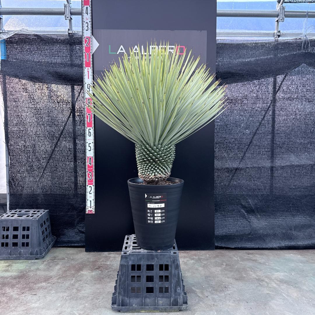 【AL1190】ユッカ　ロストラータ シルバーブルー　超美形　極太　感動個体