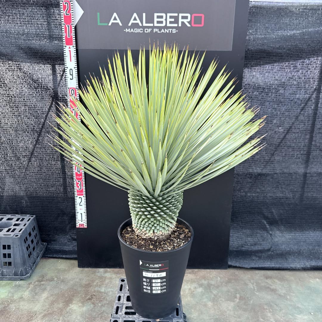 【AL1190】ユッカ　ロストラータ シルバーブルー　超美形　極太　感動個体