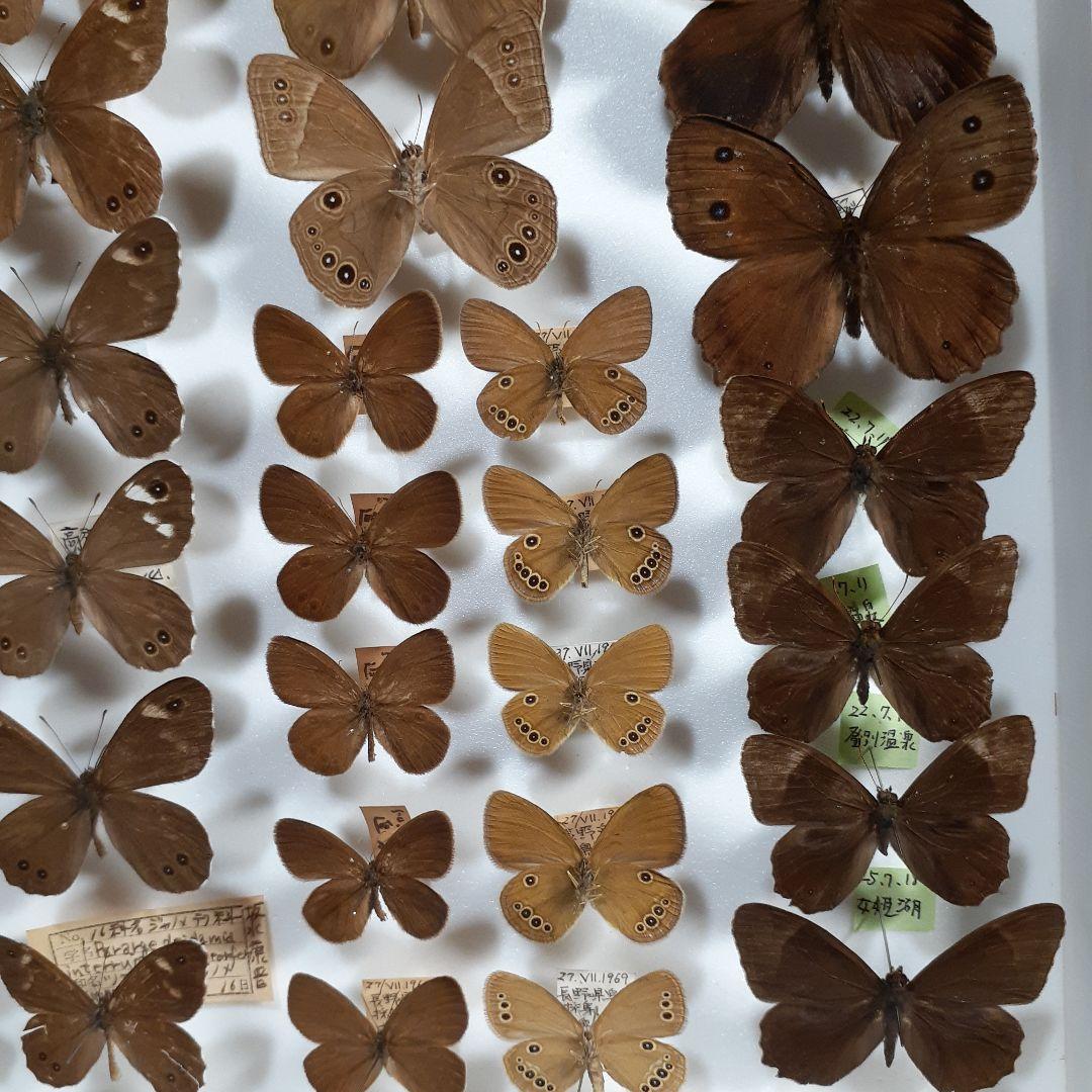 蝶標本　シロチョウ、ヒカゲチョウ類ほか20種156頭、大型ドイツ標本箱二箱入り