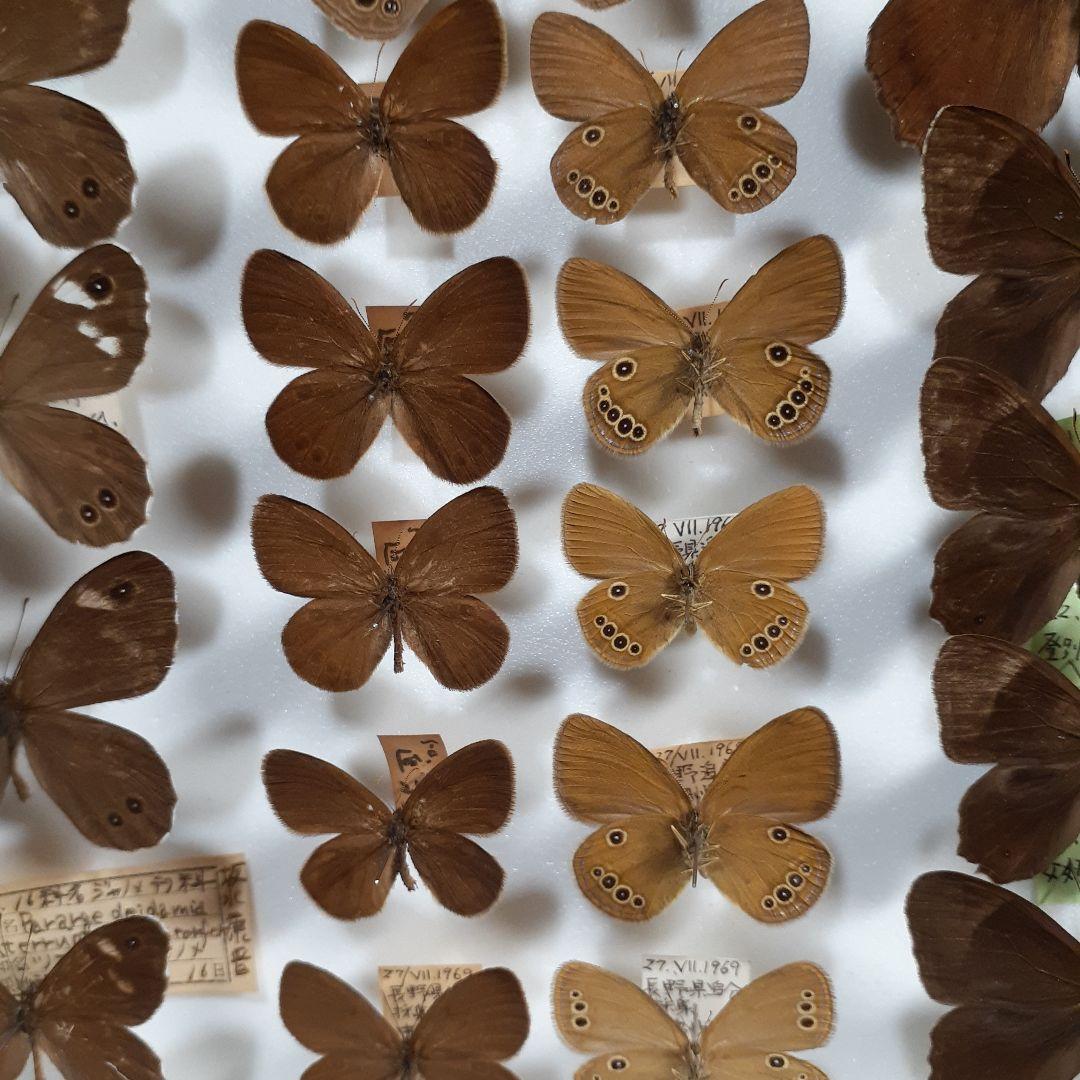 蝶標本　シロチョウ、ヒカゲチョウ類ほか20種156頭、大型ドイツ標本箱二箱入り