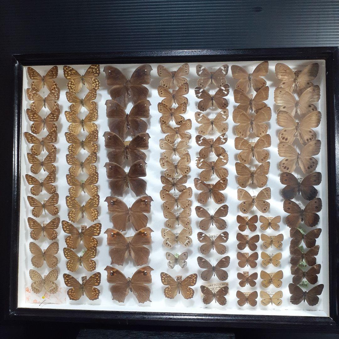 蝶標本　シロチョウ、ヒカゲチョウ類ほか20種156頭、大型ドイツ標本箱二箱入り