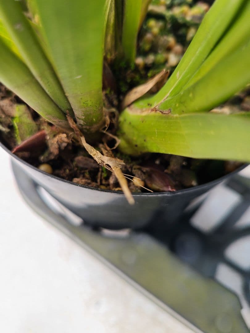 4寸。ミスマフェット。花芽合計19個。5鉢セット。蜜蜂誘引蘭。日本蜜蜂