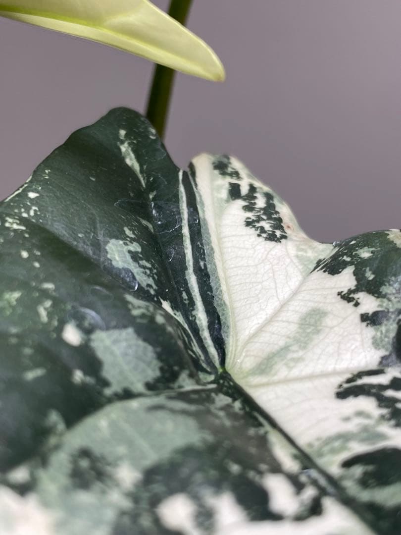 レ*迎様 【超希少‼️美株✨】アロカシア　シンポ　アルボ　斑入り　白斑　レア　人