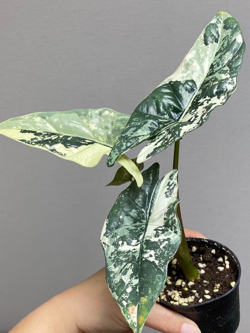 レ*迎様 【超希少‼️美株✨】アロカシア　シンポ　アルボ　斑入り　白斑　レア　人