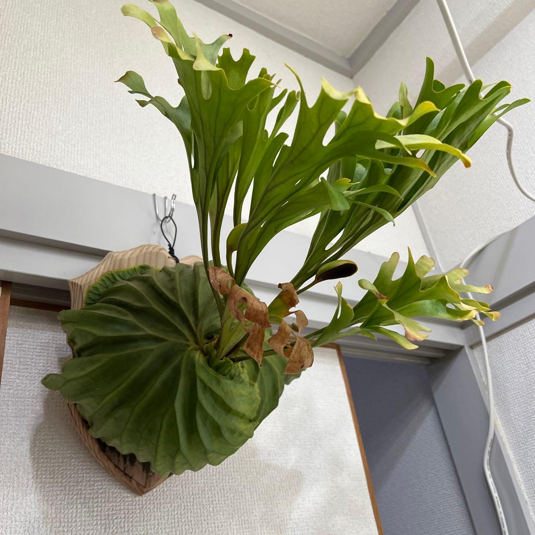 リドレイ Ridleyi