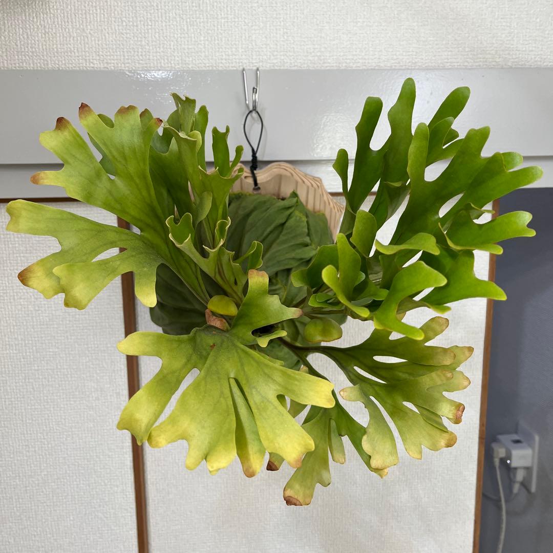 リドレイ Ridleyi