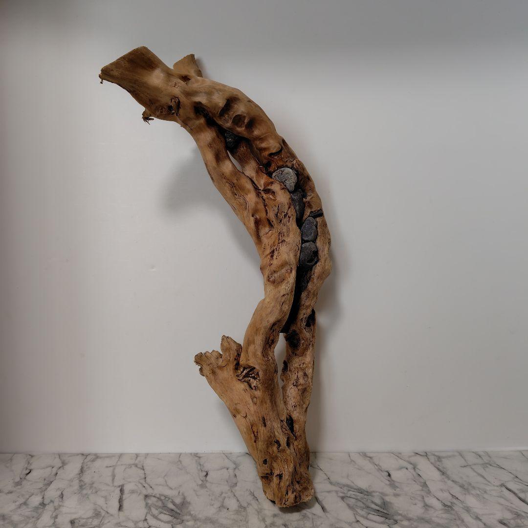 アク抜き済み流木【858】セール