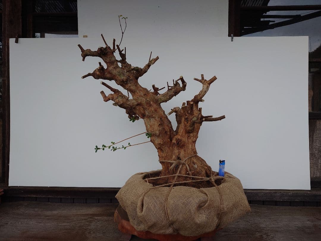 ミ*ナ様 盆栽　皐月(栄冠)　幹回り60cm　樹高64cm