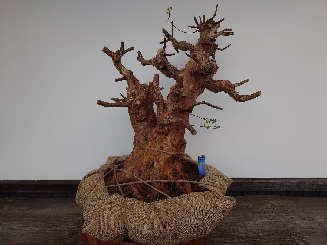 ミ*ナ様 盆栽　皐月(栄冠)　幹回り60cm　樹高64cm