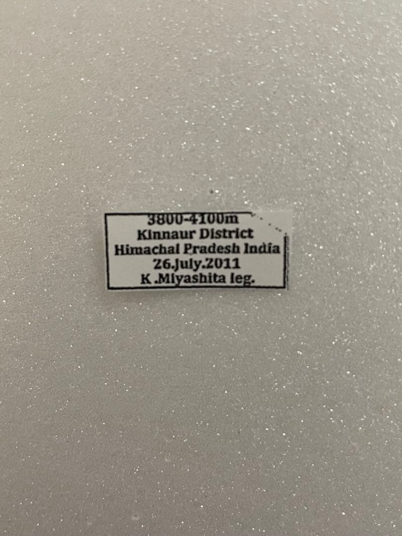 パルナシウス・ジャックエモンティー（オス、インド/ヒマチェル）