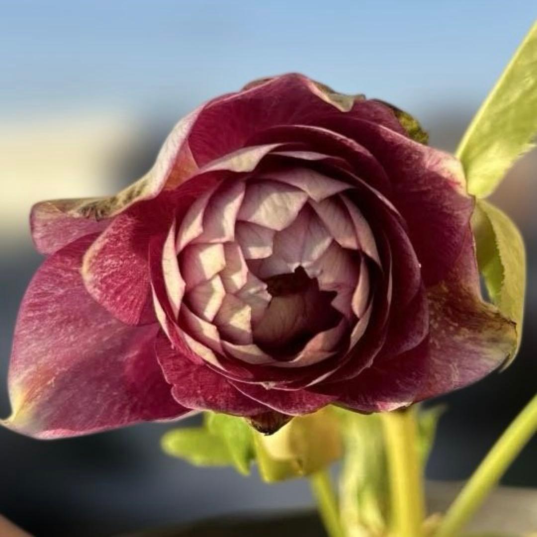 広瀬園芸　ピンクボカシオーレアバイカラー　クリスマスローズ　開花株　匿名発送